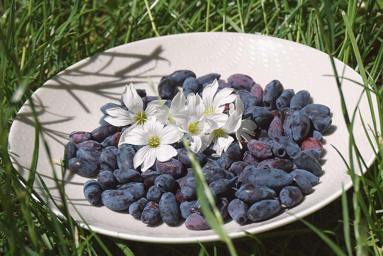 Blåbärstry – näringsrik bärbuske med högt antioxidantinnehåll och hälsofördelar