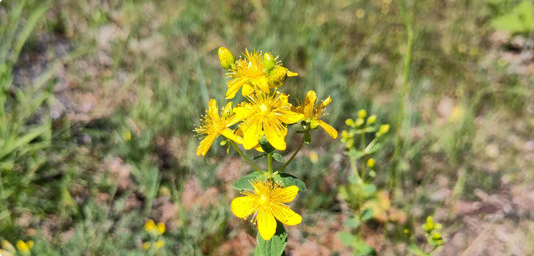Johannesört - Nordiskt Näringscenter