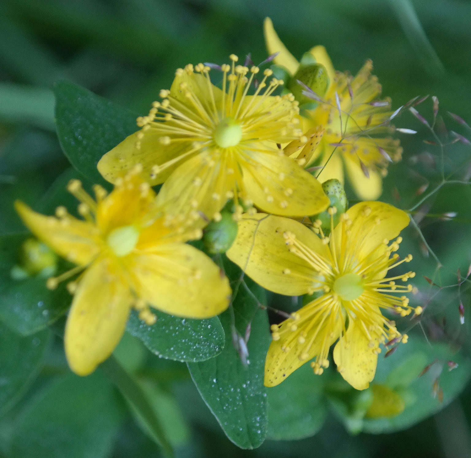 Johannesört - Nordiskt Näringscenter