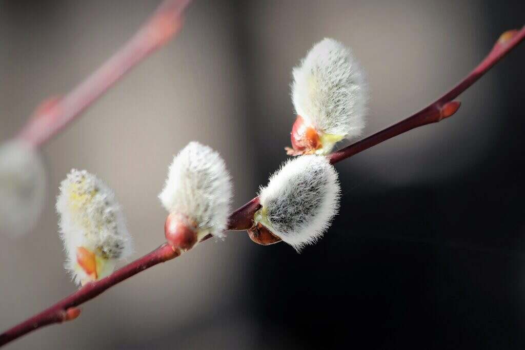 Salix Alba